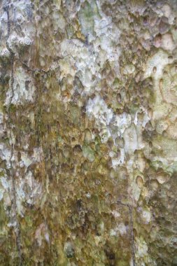 bark tree doku