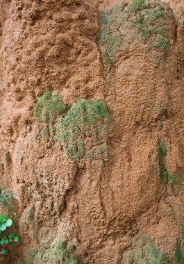 Kil dokusu fazla gelişmiş bitkiler yakalar