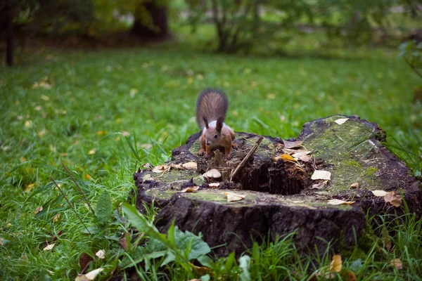 Red squirrel on a tree stump — Stock Photo, Image