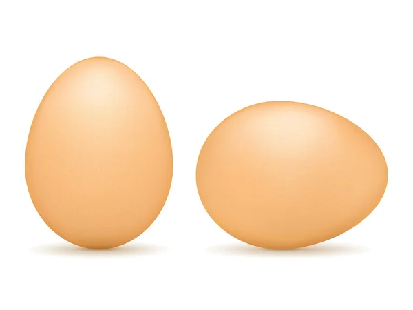 Bruin eieren — Stockvector