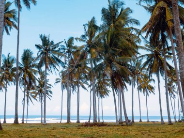 Okyanusun arka planındaki palmiye bahçesi.