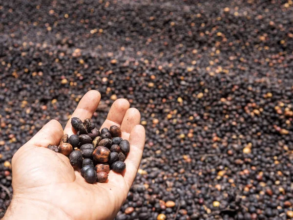 Raw coffee fruit in the palm of your hand. Coffee drying process