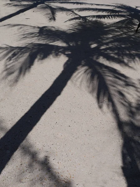 浜のヤシの木陰 — ストック写真