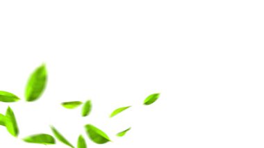 Havada uçan yeşil yapraklar. Taze aroma. Beyaz arkaplanda yeşil çay yaprağı.