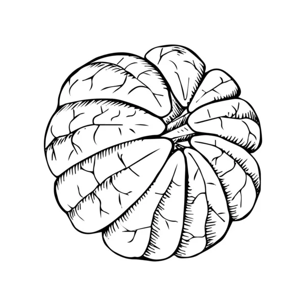 Citrinos Descascados Fatia Tangerina Limão Laranja Toranja Mão Desenhado Esboço — Vetor de Stock