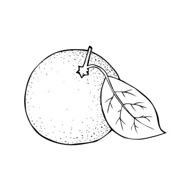 Cildinde yaprak ve dal olan yuvarlak bir narenciye. Mandarin limonlu greyfurtlu greyfurt elle çizilmiş siyah çizgili çizim. Stok vektör illüstrasyonu beyaz arkaplanda izole edildi