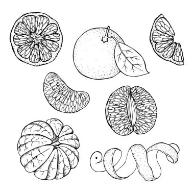 Citrus seti. Yuvarlak bir meyve kabuğu, yarım daire şeklinde bir parça kabuk soyulmuş ve yarım şerit kesilmiş kabuk. Elle çizilmiş siyah karalama ana hatları. Stok vektör illüstrasyonu beyaz arkaplanda izole edildi.