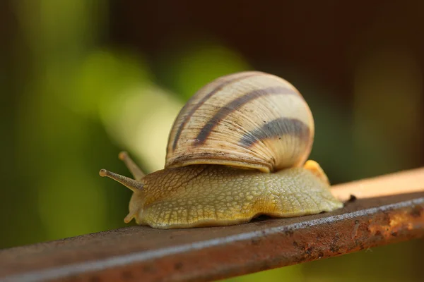 Caracol — Fotografia de Stock