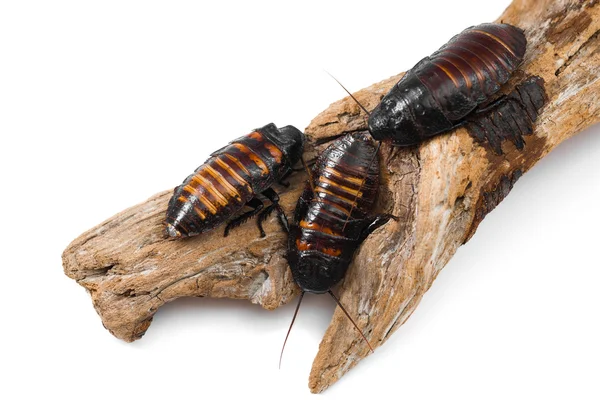 Madagaskar sissende kakkerlakken — Stockfoto
