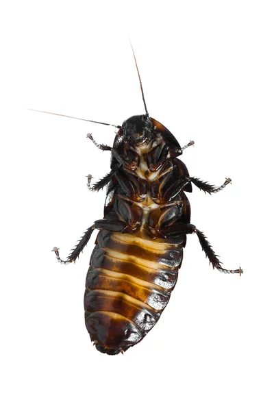Madagaskar väsande kackerlacka — Stockfoto