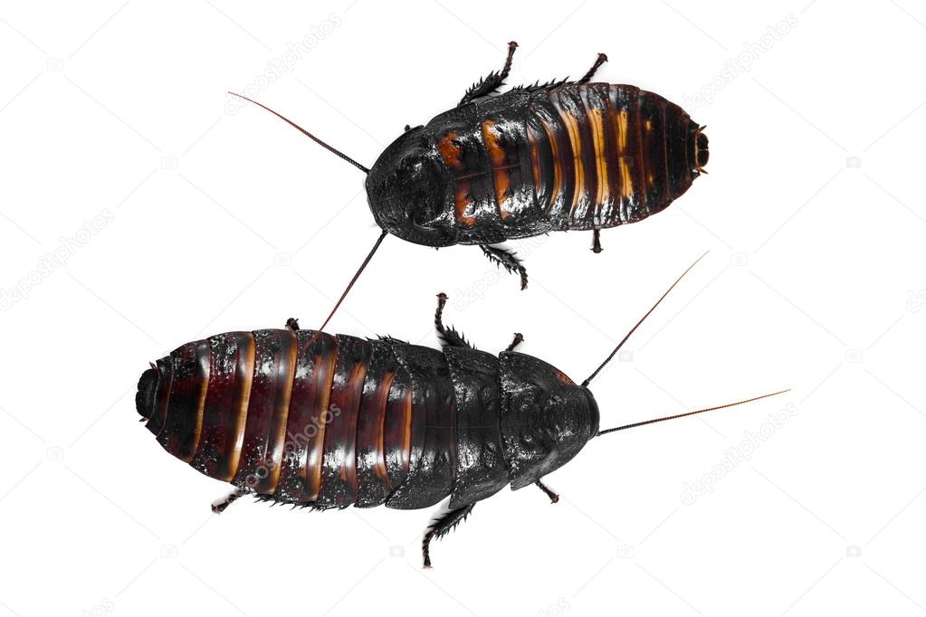 Madagascar hissin Cockroaches