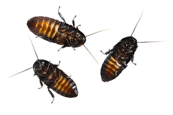 Madagascar sibilante scarafaggi — Foto Stock