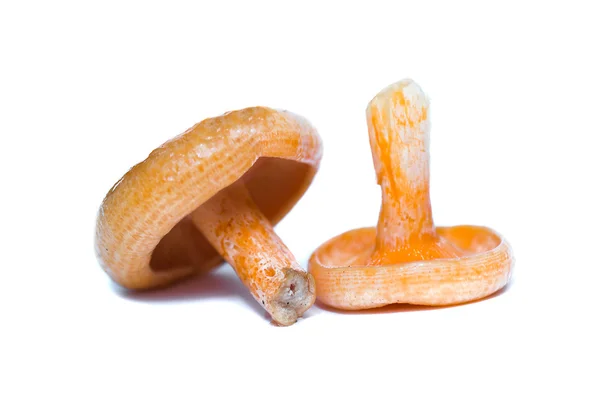 Oranje paddestoelen. Lactarius sectie Deliciosi — Stockfoto