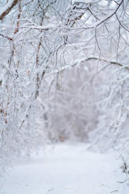Yoğun ilk kardan sonra güzel kış ormanı