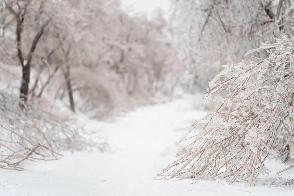 Piękny zimowy las po ciężkim pierwszym śniegu — Zdjęcie stockowe