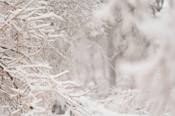 Piękny zimowy las po ciężkim pierwszym śniegu — Zdjęcie stockowe
