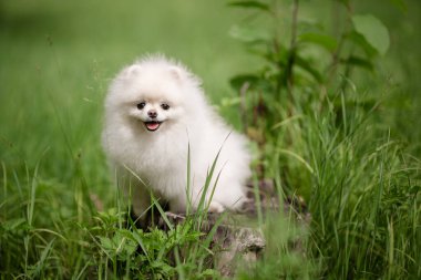 Bahçedeki Pomeranian Spitz 'in görüntüsü. Dışarıdaki şirin beyaz köpek..