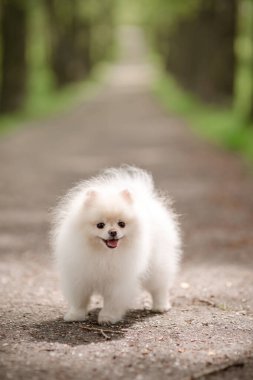 Bahçedeki Pomeranian Spitz 'in görüntüsü. Dışarıdaki şirin beyaz köpek..