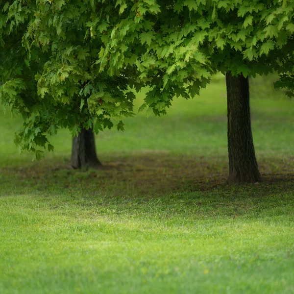 Green lawn in city park — Stock Photo, Image