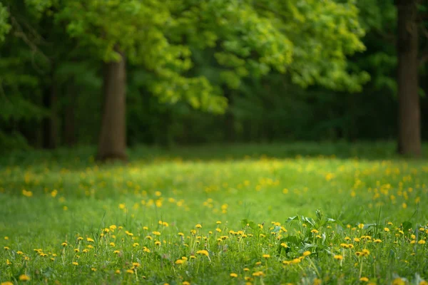 Green lawn in city park — Stock Photo, Image