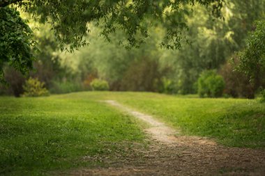Yeşil çimenli güzel bir park. Sıcak yaz