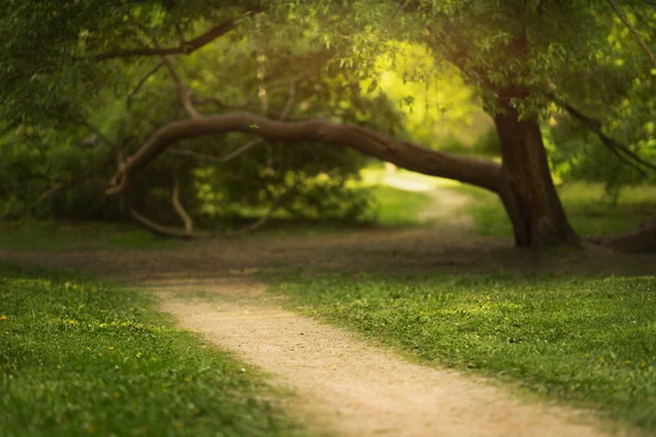 Belo parque com grama verde. Verão quente — Fotografia de Stock