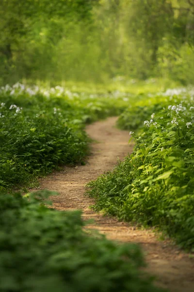 Schöner Park mit grünem Gras. Warmer Sommer — Stockfoto