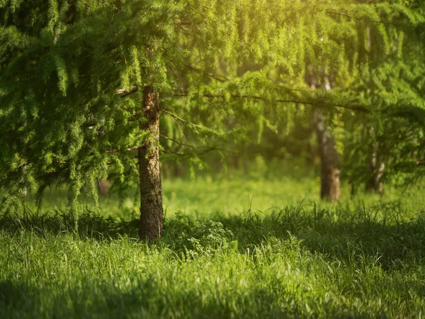 Vacker park med grönt gräs. Varm sommar — Stockfoto
