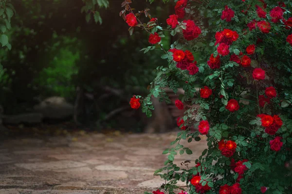 Красивий сад з квітучими кущами троянд влітку — стокове фото