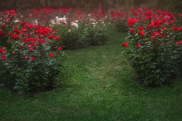 Beautiful garden with blooming rose bushes in summer — Stock Photo, Image