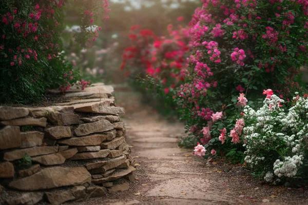 Schöner Garten mit blühenden Rosensträuchern im Sommer — Stockfoto