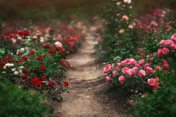 Bellissimo giardino con cespugli di rose in fiore in estate — Foto Stock
