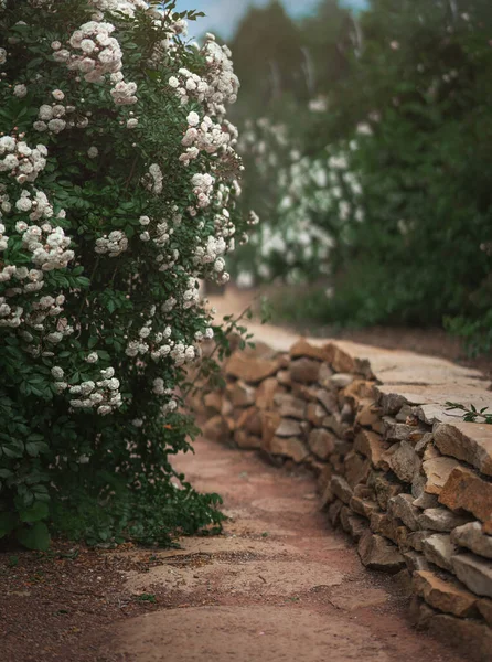 Krásná zahrada s kvetoucími růžovými keři v létě — Stock fotografie