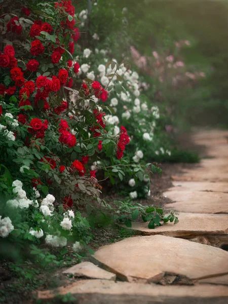 Piękny ogród z kwitnącymi krzewami róż w lecie — Zdjęcie stockowe
