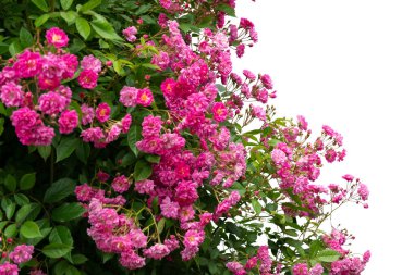 Çiçek açan pembe gül çalıları beyaz renkte izole edilmiş.