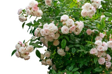 Çiçek açan gül çalıları beyaz arkaplanda izole edilmiş