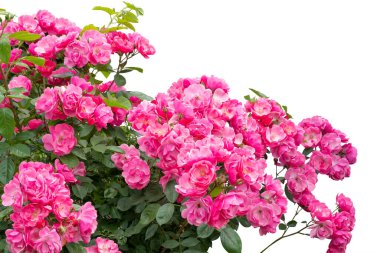 Çiçek açan pembe gül çalıları beyaz renkte izole edilmiş.