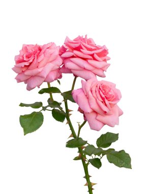 Çiçek açan pembe gül çalıları beyaz renkte izole edilmiş.