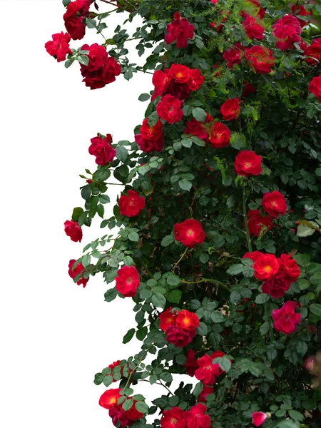 Rosiers rouges en fleurs isolés sur blanc — Photo