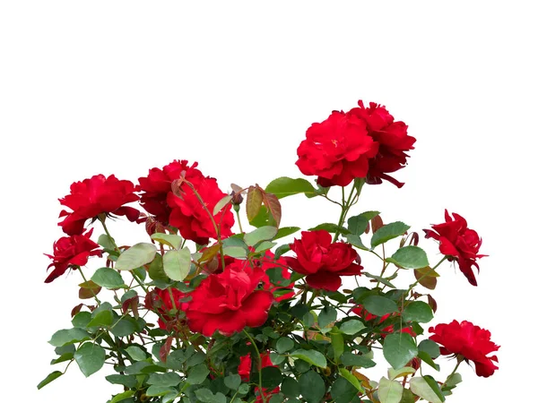Fioritura cespugli di rose rosse isolati su bianco — Foto Stock
