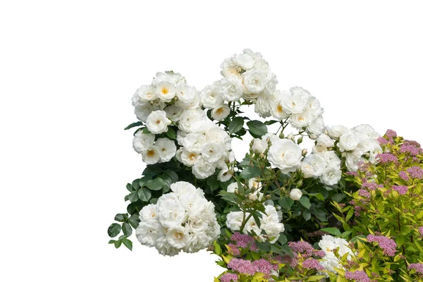 Rosales florecientes aislados sobre fondo blanco —  Fotos de Stock
