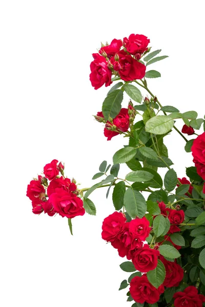 Arbustos de rosa vermelha florescendo isolados em branco — Fotografia de Stock