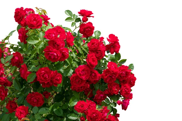 Arbustos de rosas rojas en flor aislados en blanco — Foto de Stock