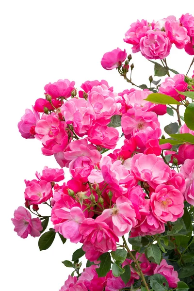 Цветущие розовые кусты розы изолированы на белом — стоковое фото