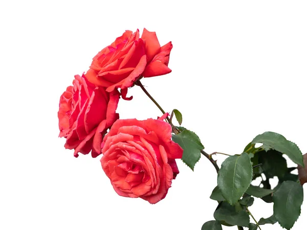 Arbustos de rosas rojas en flor aislados en blanco — Foto de Stock