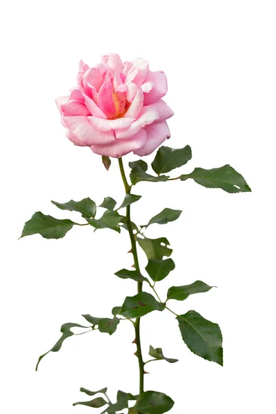 Rosa floreciente arbustos aislados en blanco — Foto de Stock