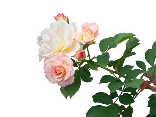 Blooming rosas arbustos isolados no fundo branco — Fotografia de Stock