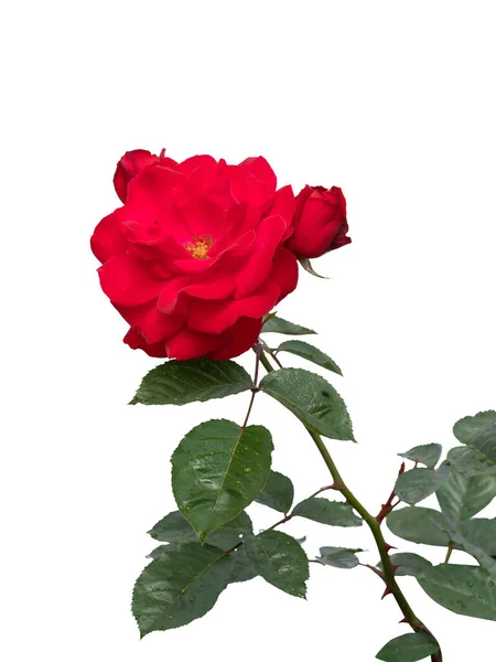 Virágzó vörös rózsabokrok elszigetelt fehér — Stock Fotó