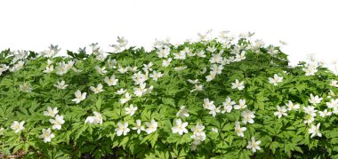 Çimenler ve bahar çiçekleri beyazlar üzerinde izole