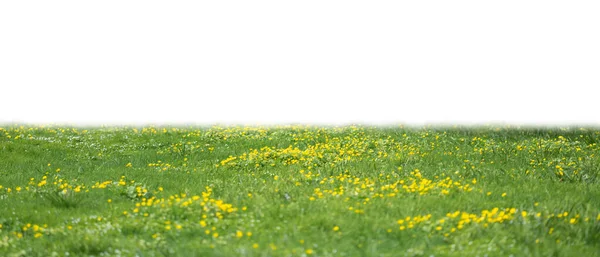 Grama e flores amarelas da mola isoladas no branco — Fotografia de Stock